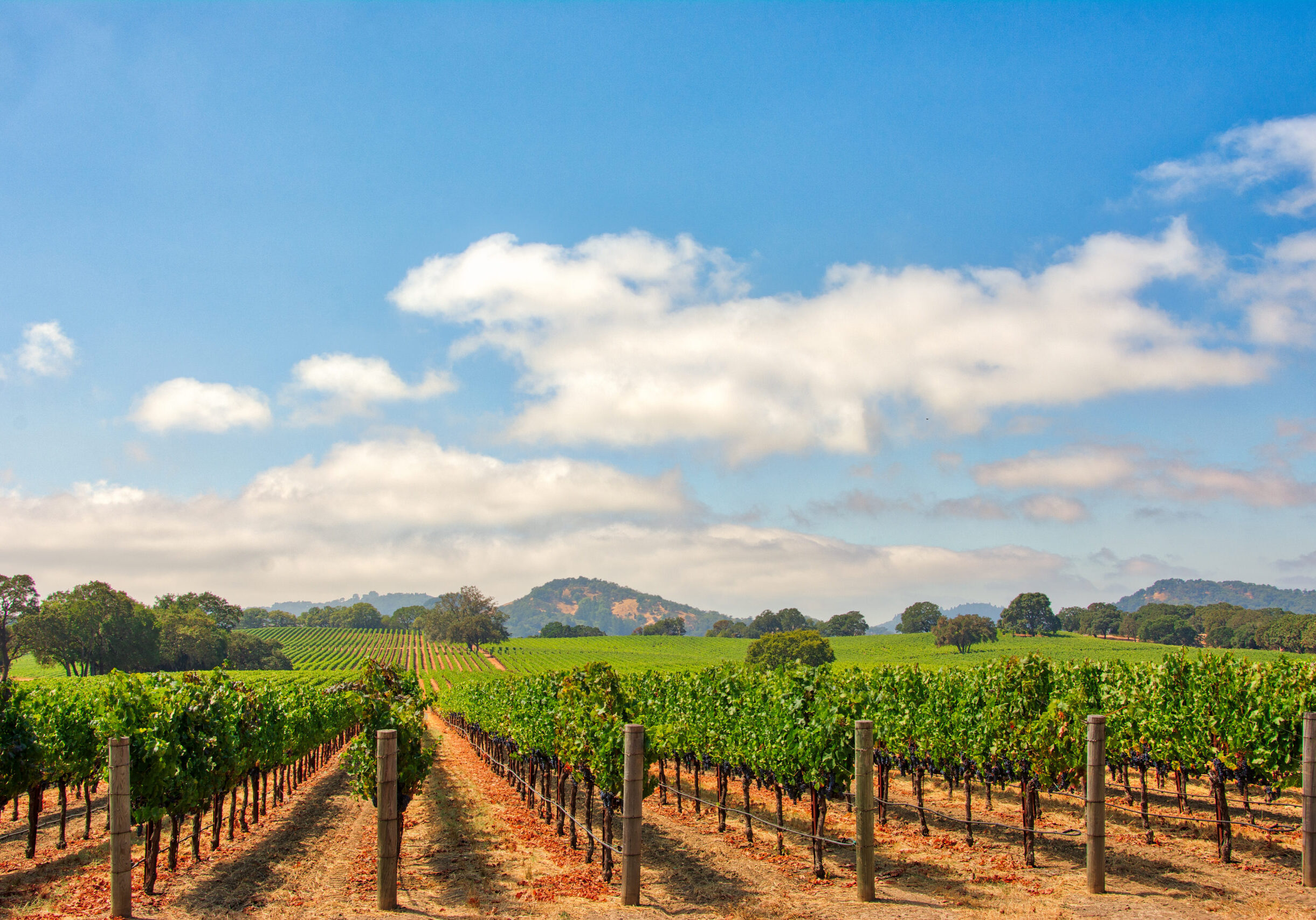 Vineyard With Oak Trees And Clouds., Sonoma County, California, USA