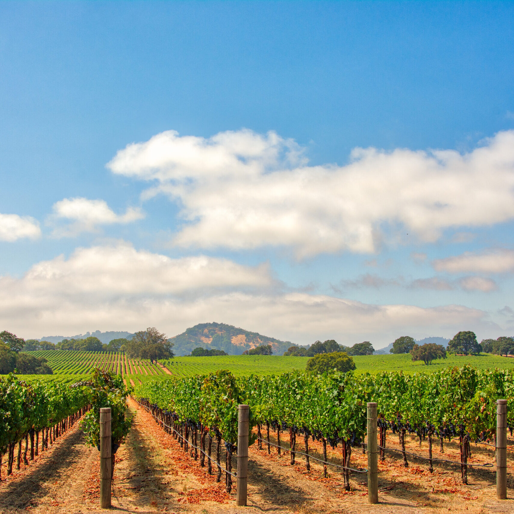 Vineyard With Oak Trees And Clouds., Sonoma County, California, USA